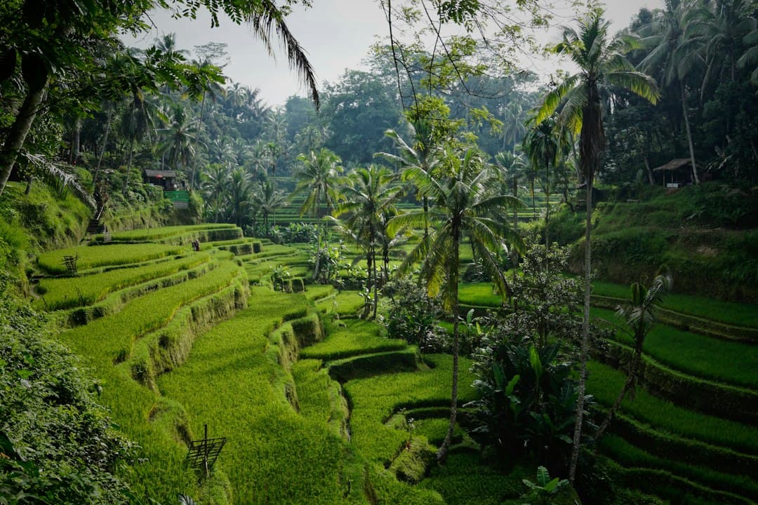 Sawah terasering hijau dan pohon kelapa di Tegalalang, Bali